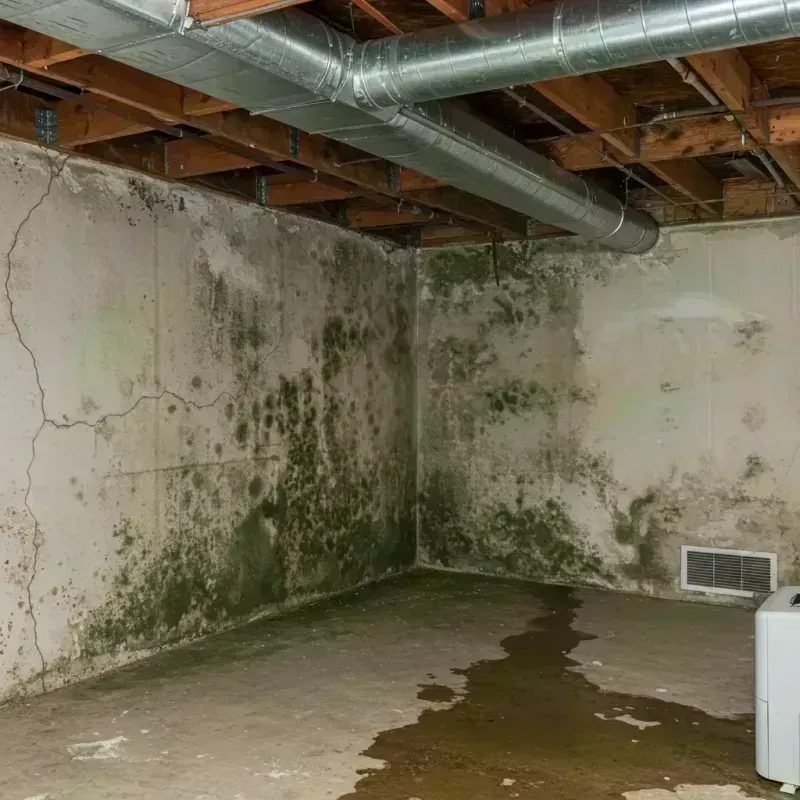 Professional Mold Removal in Johnson County, MO